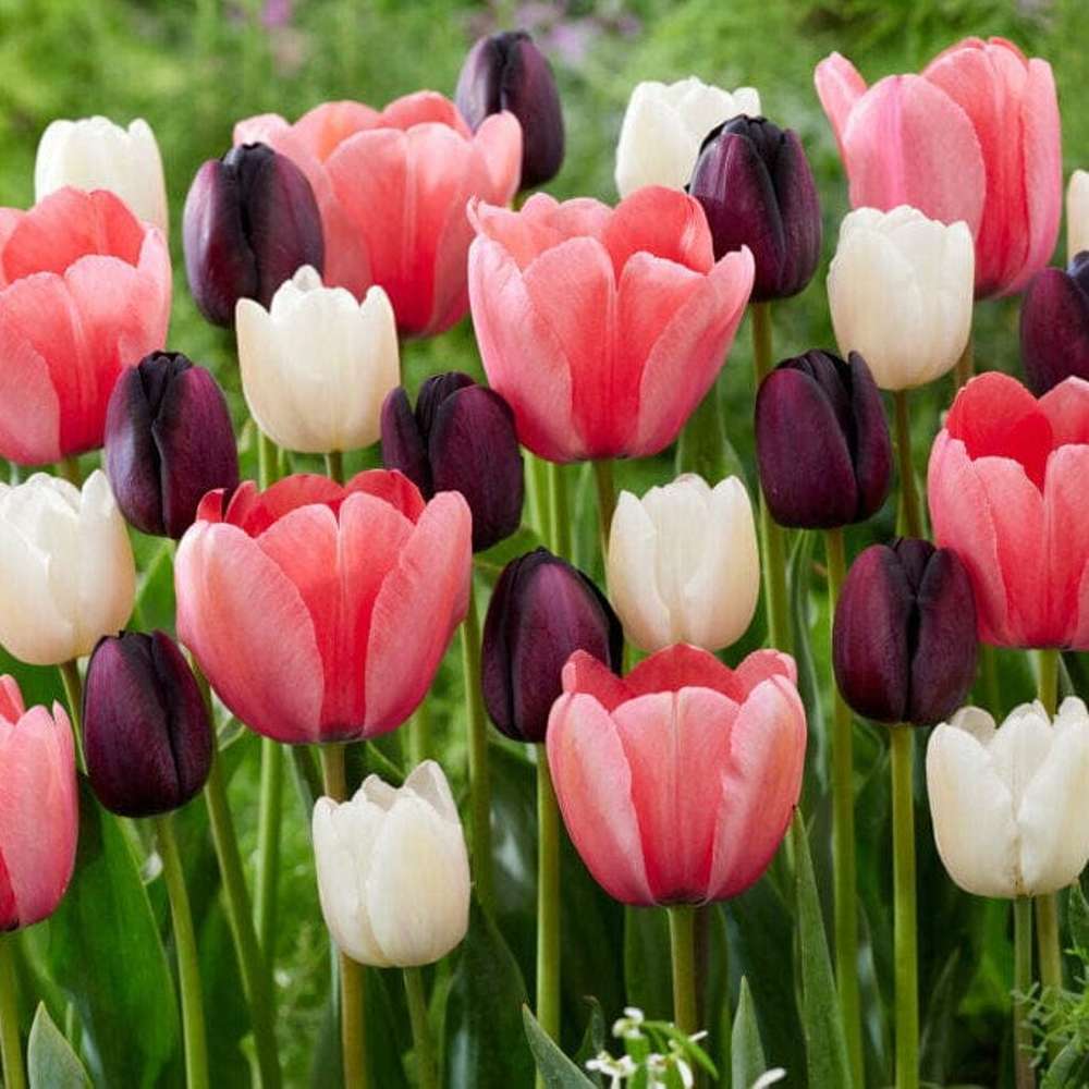 Tulipanblanding 'Strawberry Snowfall'